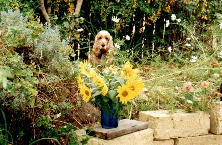Holly in the garden